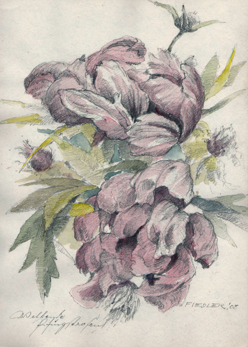 Welkende Pfingstrosen