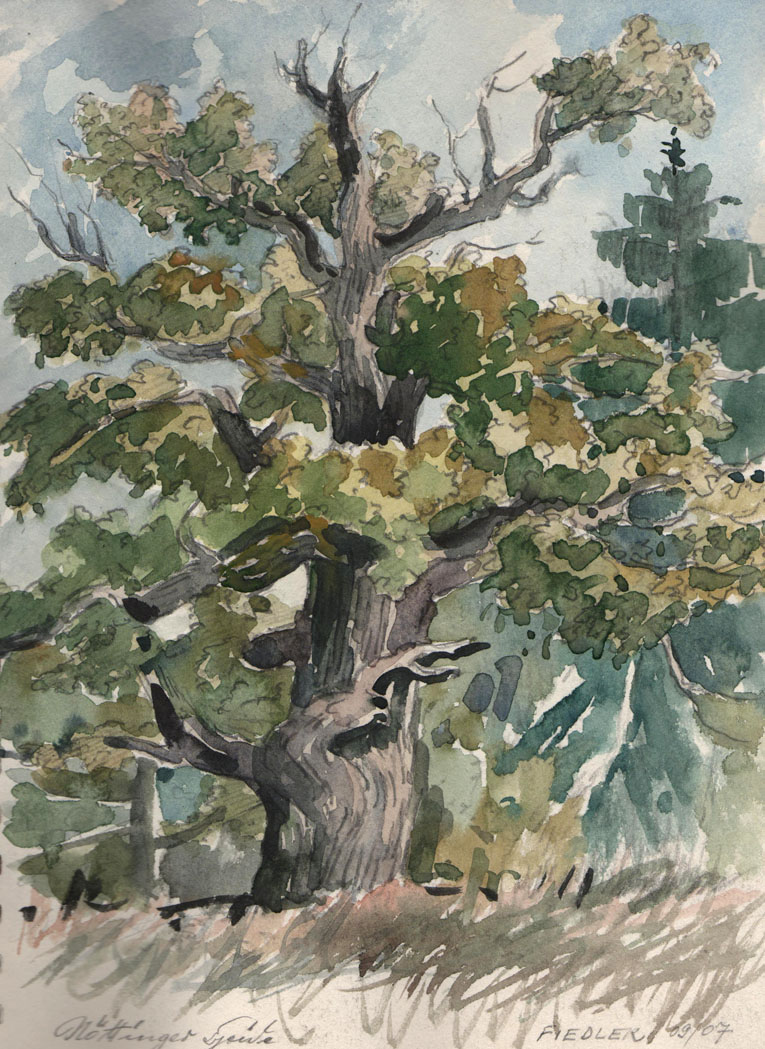 Alte Eiche Nöttinger Viehweide I