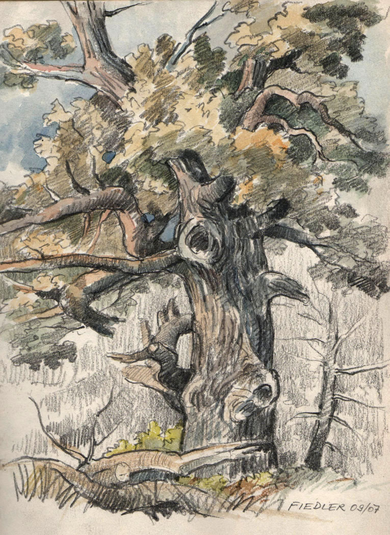 Alte Eiche Nöttinger Viehweide II