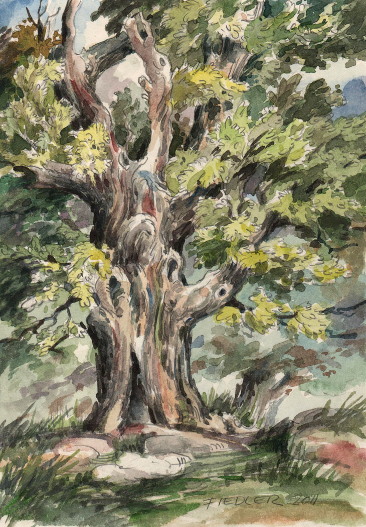 Alte Eiche bei Djursholm, Schweden